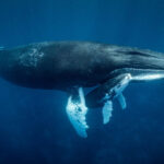 Whales Are Shorting PUMP Even Before Its Official Launch