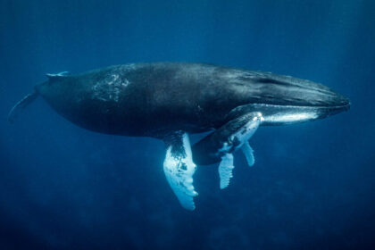 Whales Are Shorting PUMP Even Before Its Official Launch
