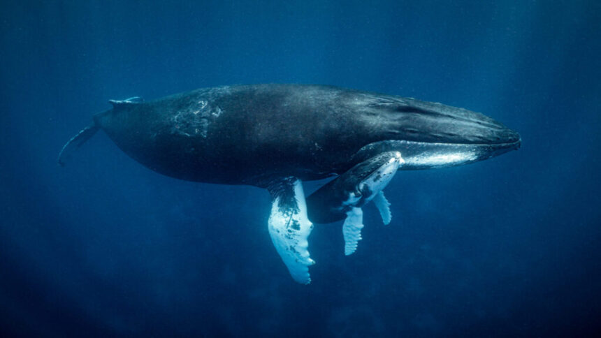Whales Are Shorting PUMP Even Before Its Official Launch